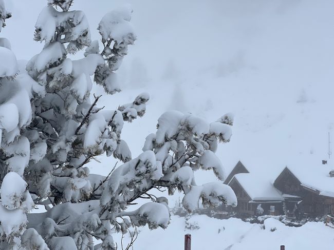 sneeuw op bomen